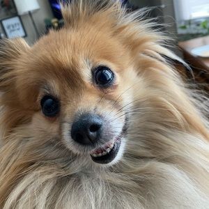 Meet your Posher, Anabel